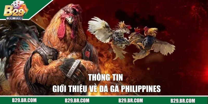 Thông tin giới thiệu về đá gà Philippines
